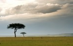 Acacia trees on Maasai Mara