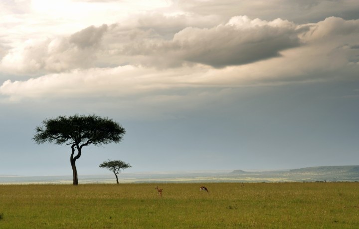 Acacia trees on Maasai Mara
