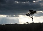 Pretty silhouette of Acacia tree at Maasai Mara