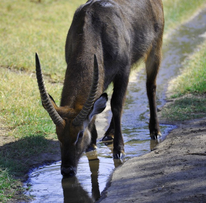 Water buck