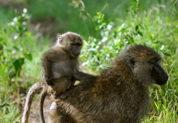 DSC_2223_715 babboon hitching a ride