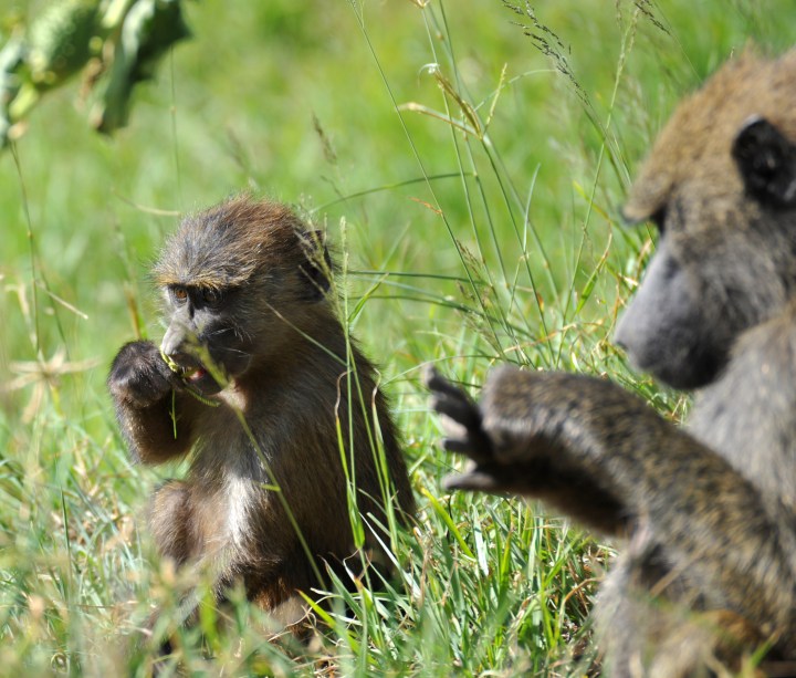 Young baboon eating
