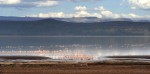 Lake Nukuru with flamingos and a zebra on the beach
