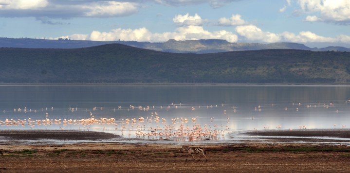 Lake Nukuru with flamingos and a zebra on the beach