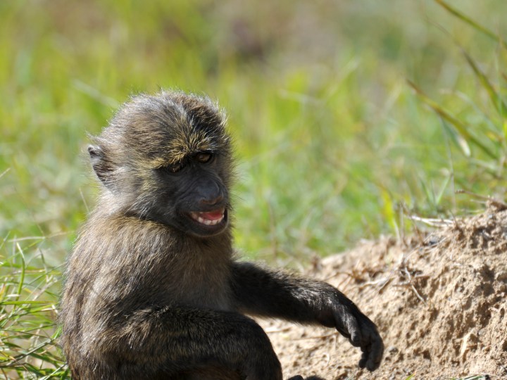 DSC_2340_805 - smilingbaby babboon