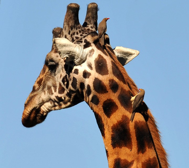 DSC_2461_896 giraffe with oxpeckers