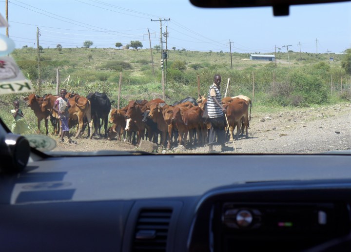 Cows crossing!