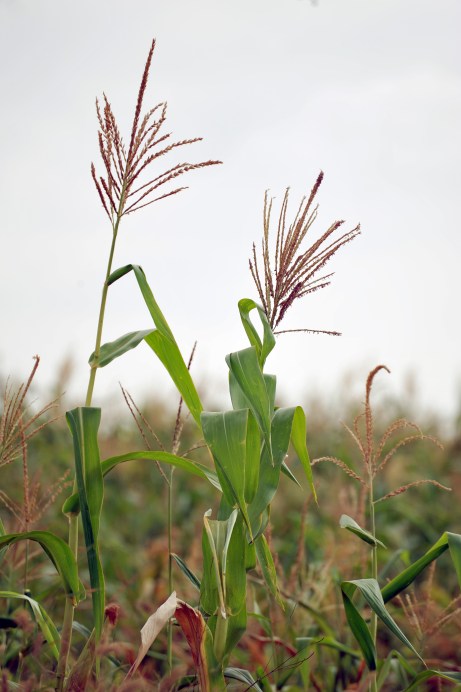 Maize grows everywhere!