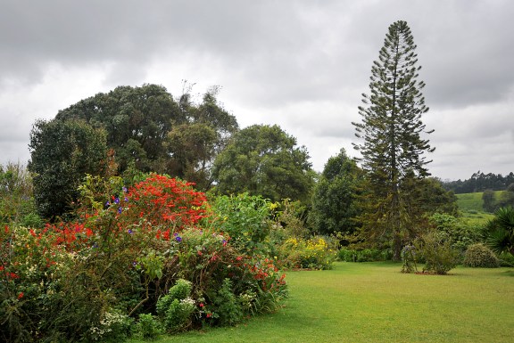 The garden at the Tea Farm