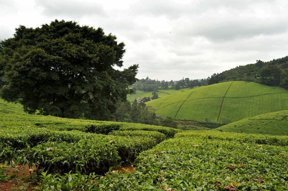 Tea Fields