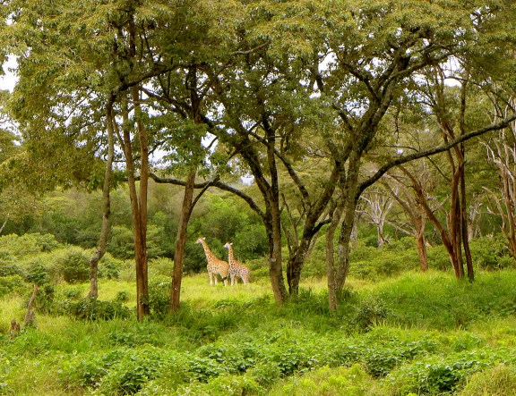 You can barely see them here...