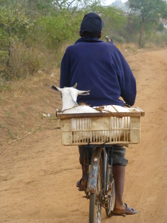 Never know what you'll see on the Village road..
