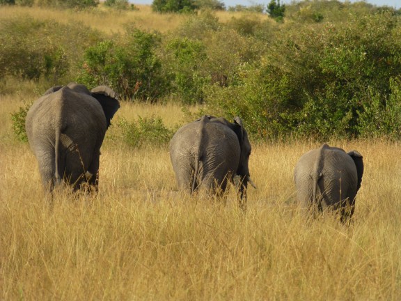 Because you can't see too many elephants!