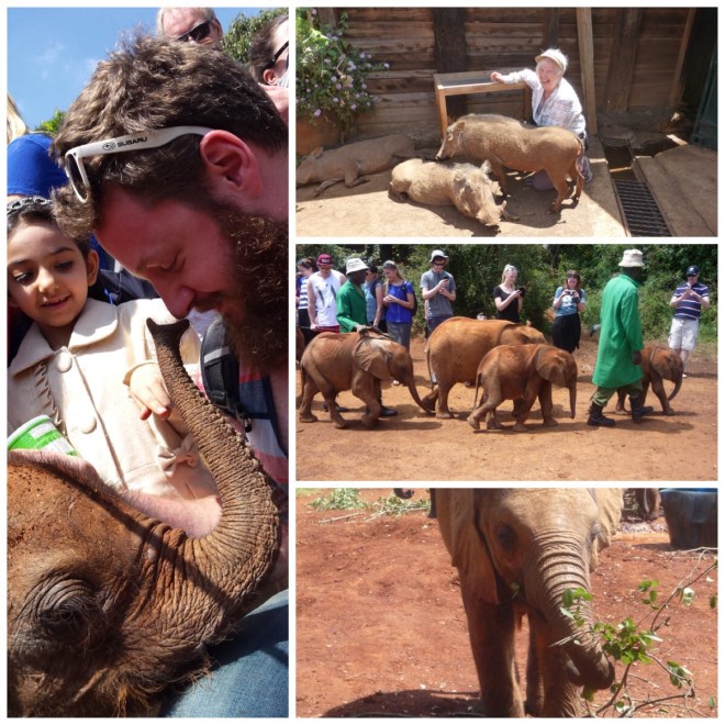Baby elephants AND warthogs at the Elephant Orphanage