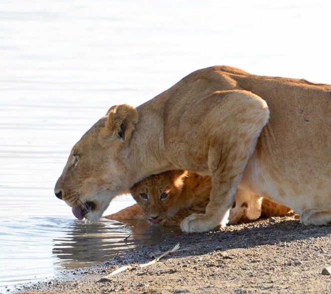 My all time favorite photo taken on safari