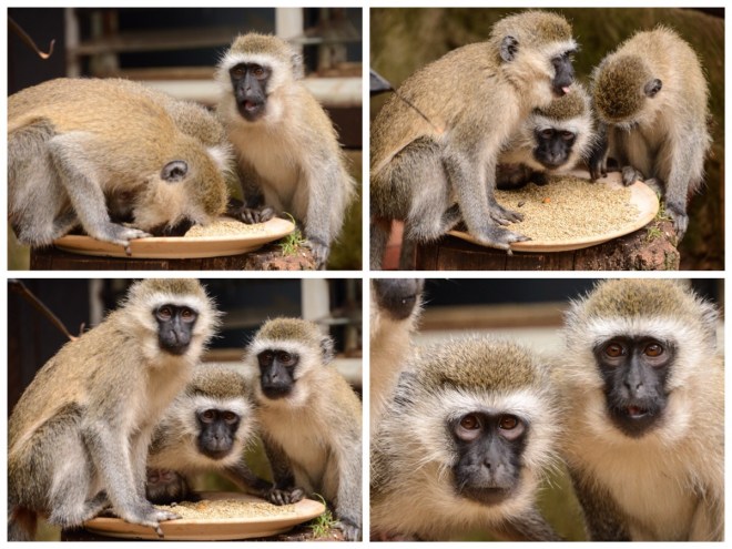 The "monkey feeder" at Kazuri Beads