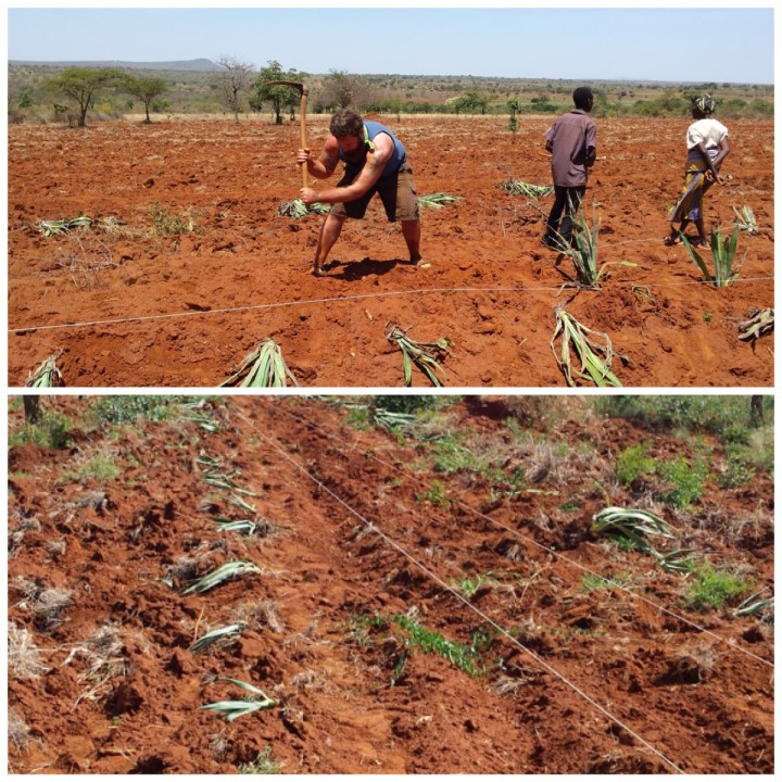 Planting the sisal garden